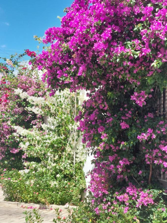 Buganvilia Pousada & Bistro Santa Cruz  Dış mekan fotoğraf